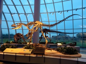 There are 13 life-sized dinosaur skeleton replicas in Dinosaur Hall. This area will be used for events such as proms, class reunions and weddings. (Discovery Park)